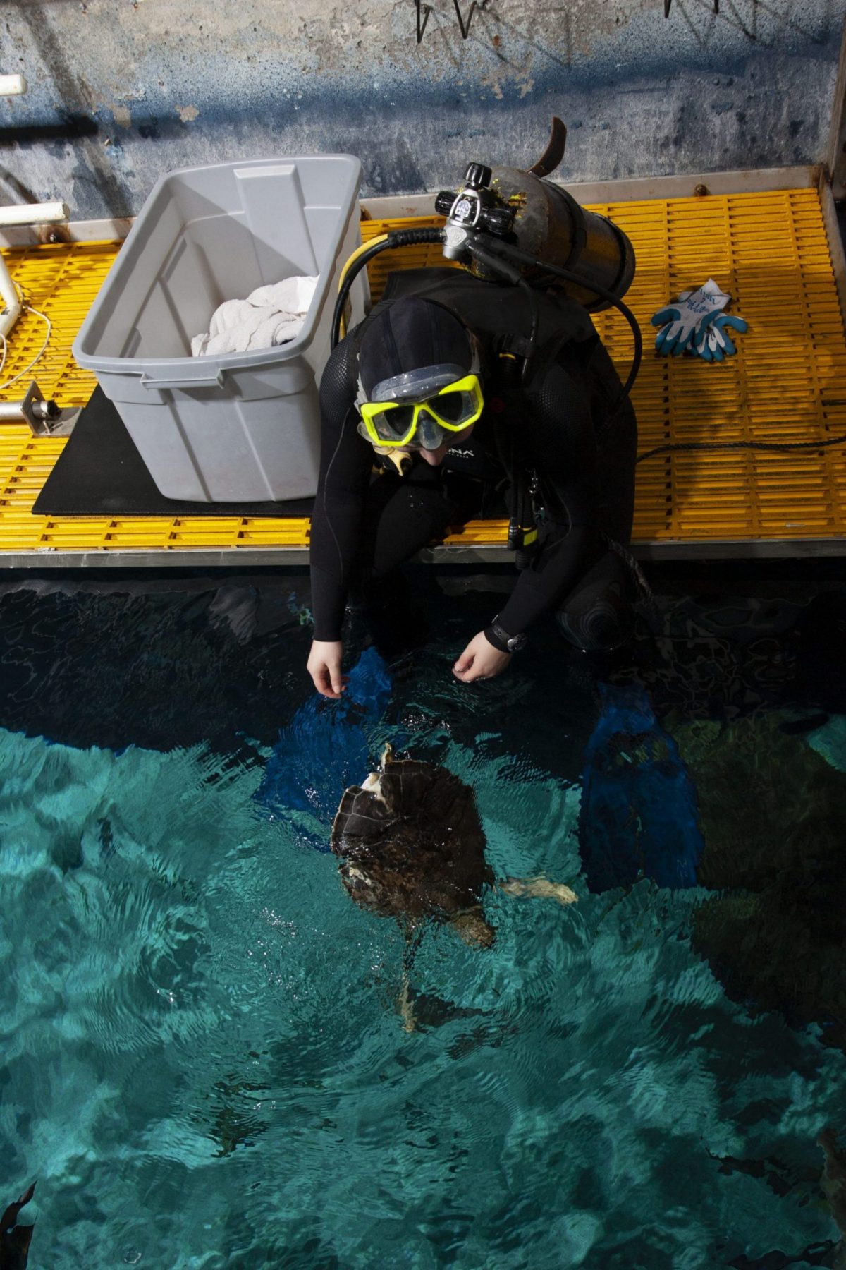 Oscar being introduced to the Gulf of Mexico tank