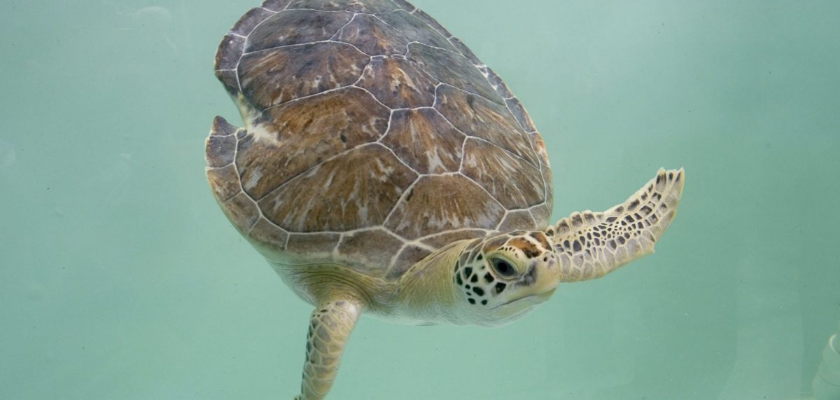 Oscar the green sea turtle in a backup tank