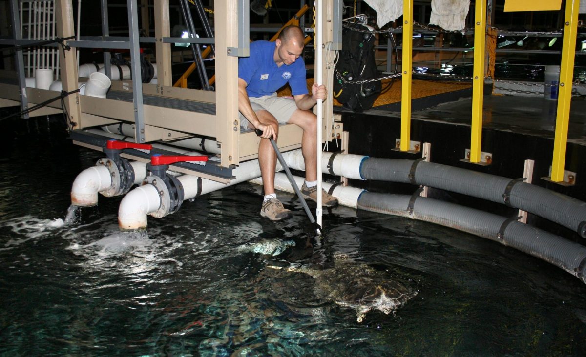 Aquarist feeding sea turtle