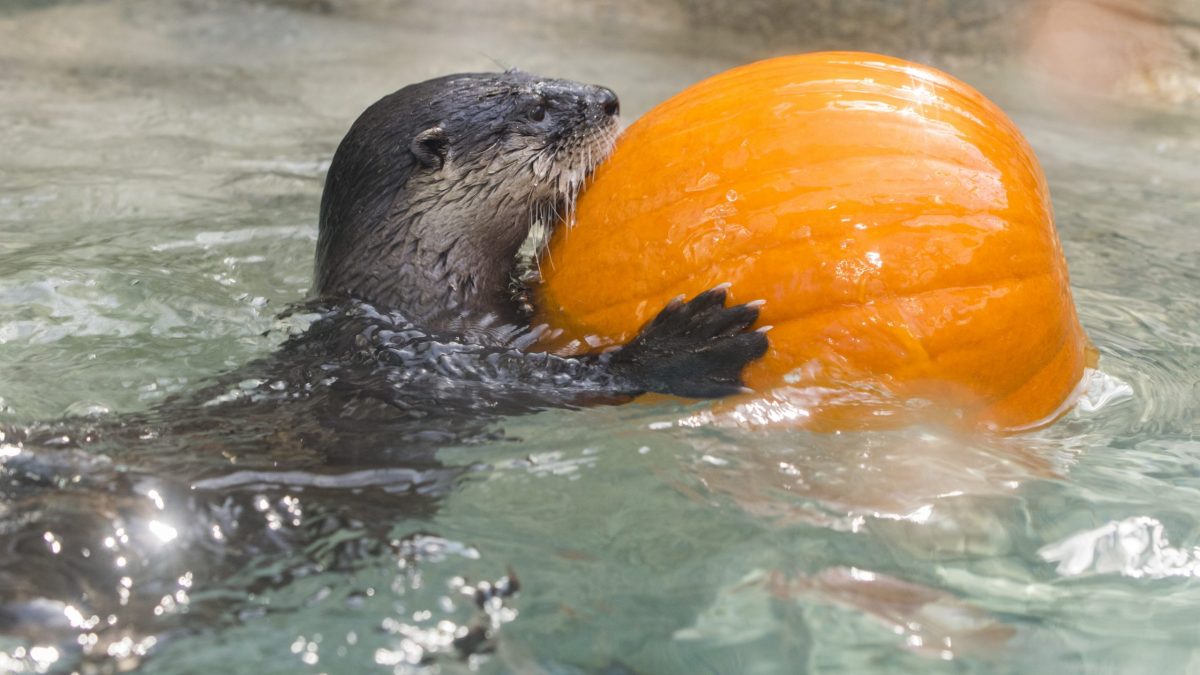 river otter with pumpkin