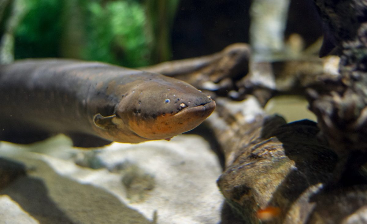 Electric Eel