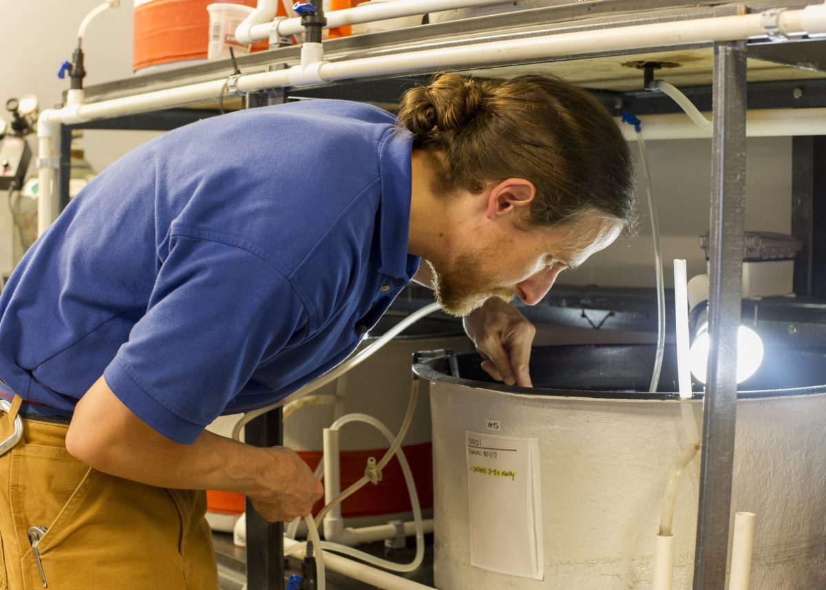 Senior Aquarist Kyle McPheeters tends to juvenile fish