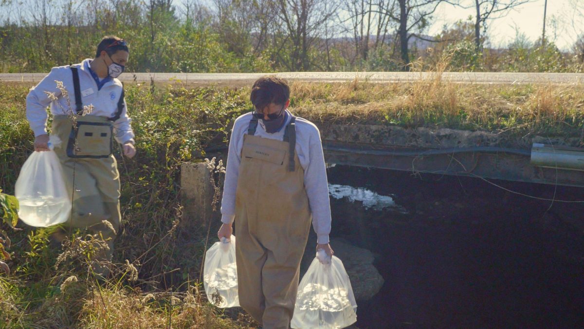 Curator of Fishes Matt Hamilton, left, and Aquarist II Adam Johnson carry oxygenated bags filled with endangered Barrens Topminnow to a Middle Tennessee release site