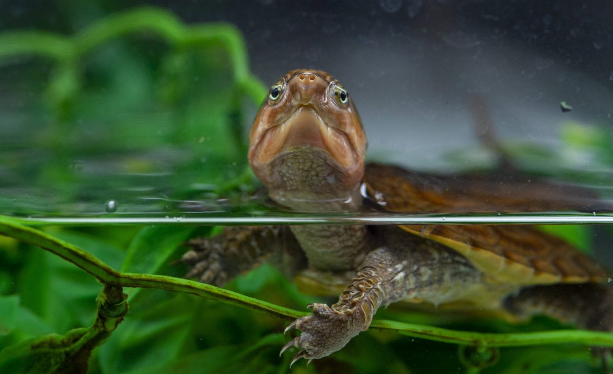 Chinese Bigheaded Turtle in the Turtle Nursery