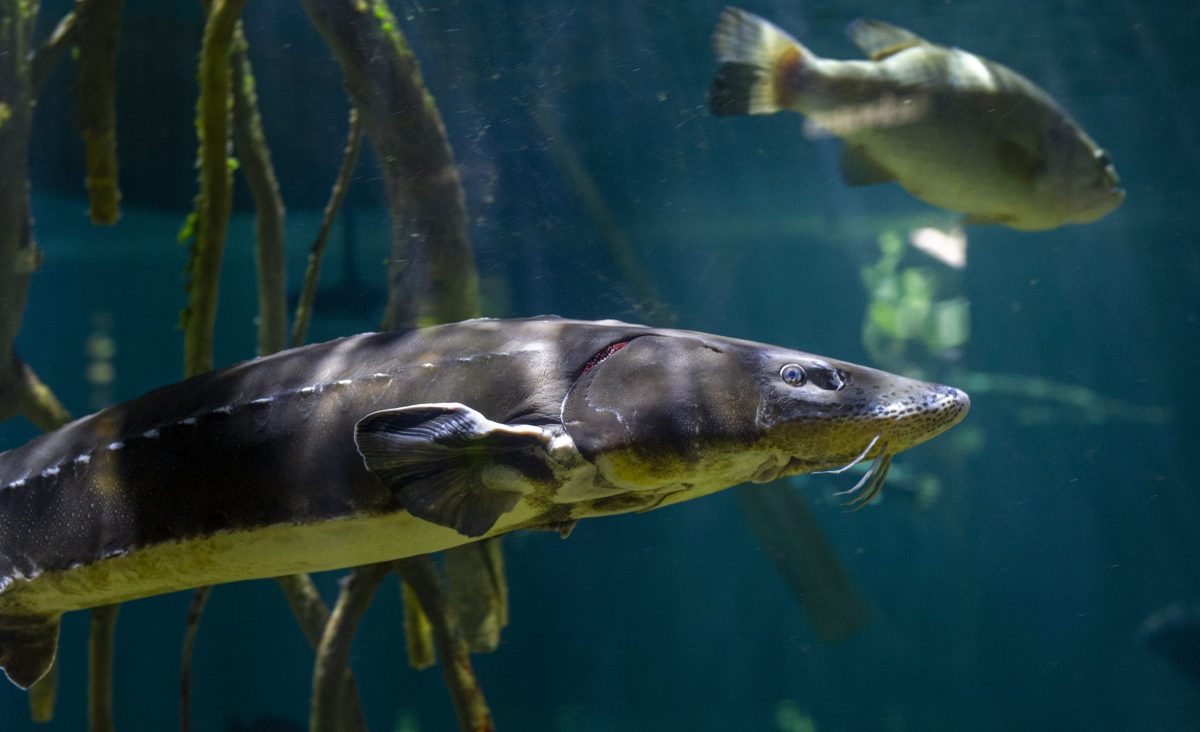 Lake Sturgeon at the Tennessee Aquarium