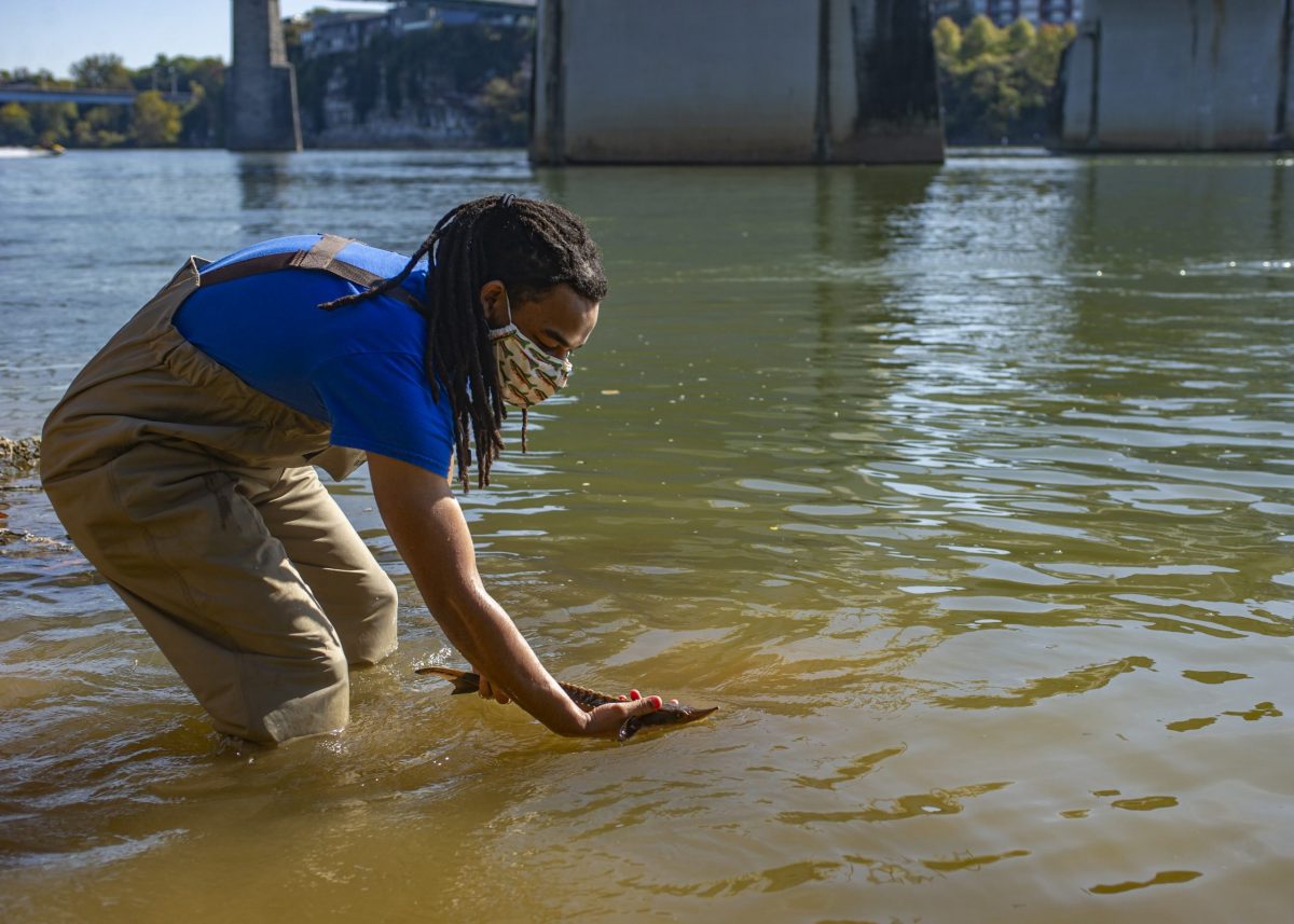 A volunteer at the Conservation Institute releases a juvenile Lake Sturgeon into the Tennessee River.