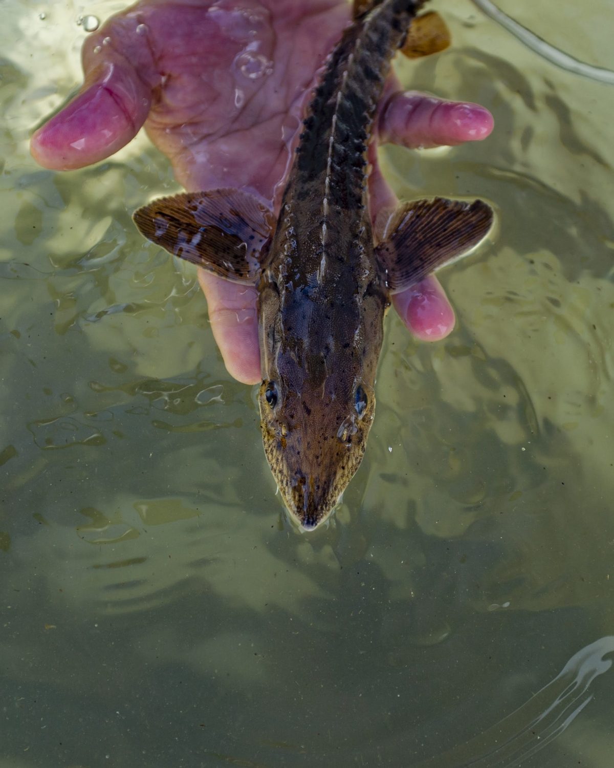 A juvenile Lake Sturgeon about two feet in length.