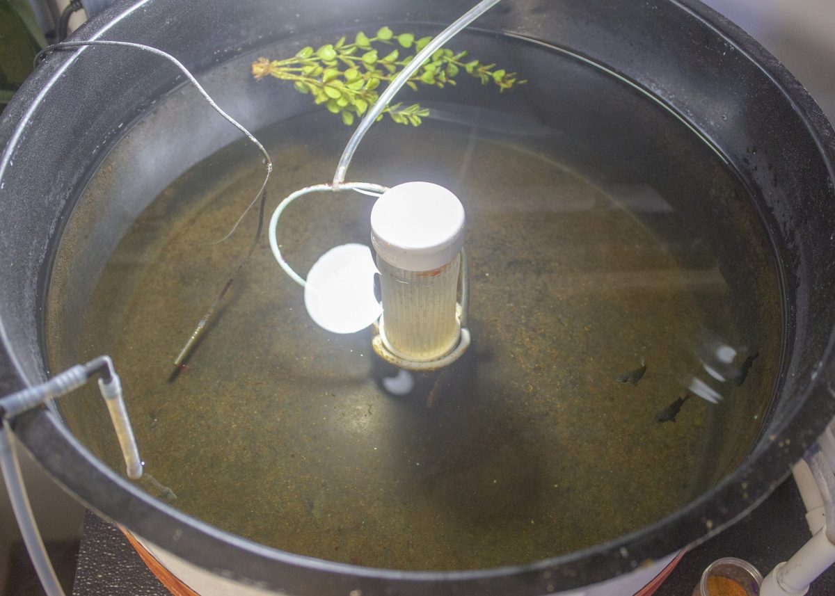 Juvenile Porkfish and Atlantic Spadefish swim in a holding tank