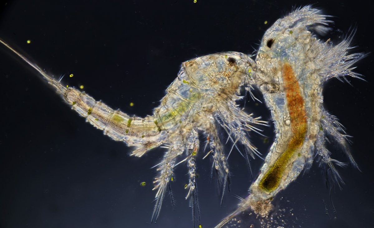 Macro image shows details of copepod anatomy