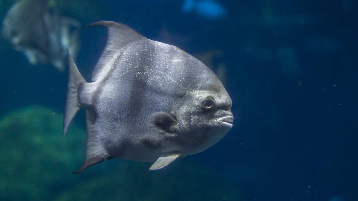 Adult Spadefish swim in the Secret Reef exhibit