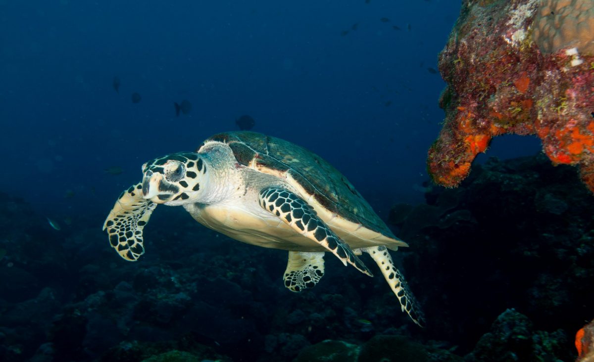 Hawksbill sea turtle