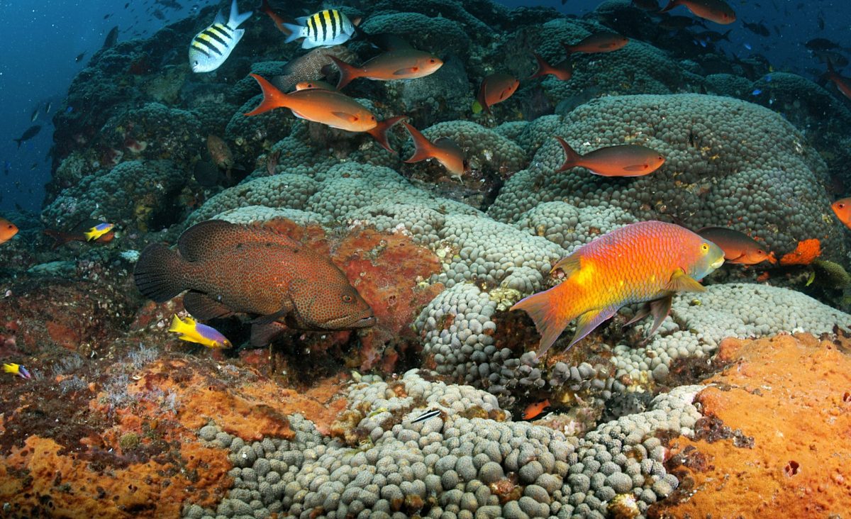 Fish swimming around a reef on Stetson Bank