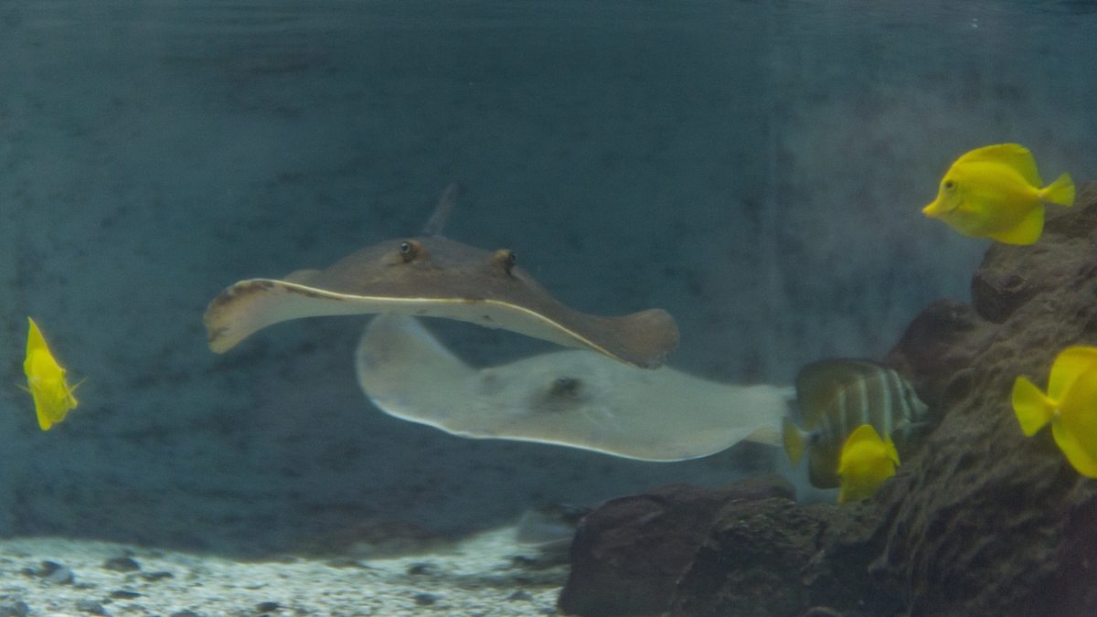 stingrays swimming