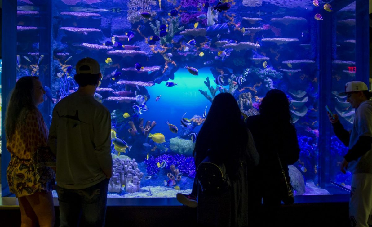 Indo-Pacific tank at the Tennessee Aquarium