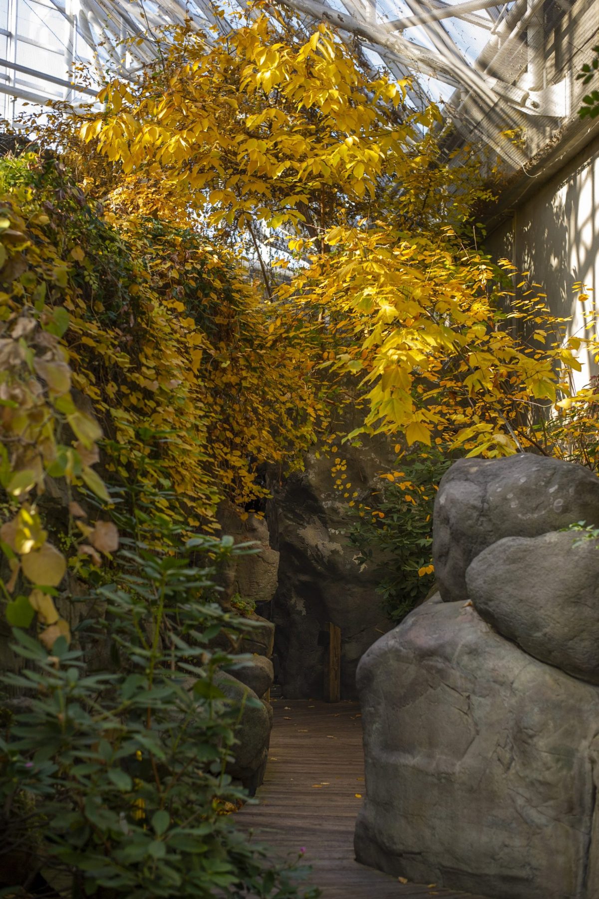 Fall foliage in the Appalachian Cove Forest gallery