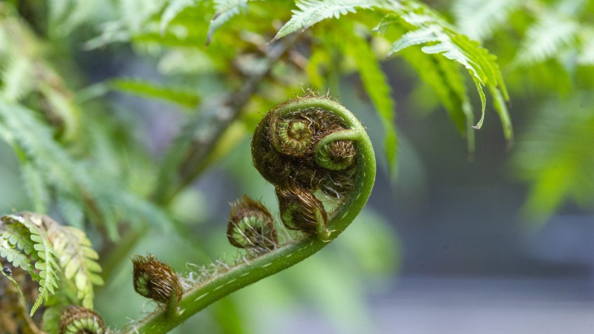 Fiddlehead Fern