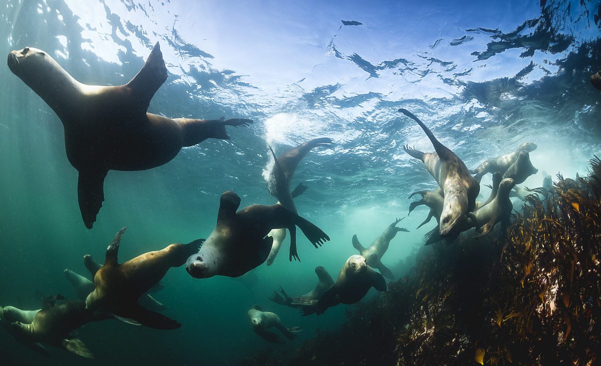 group of seals diving underwater