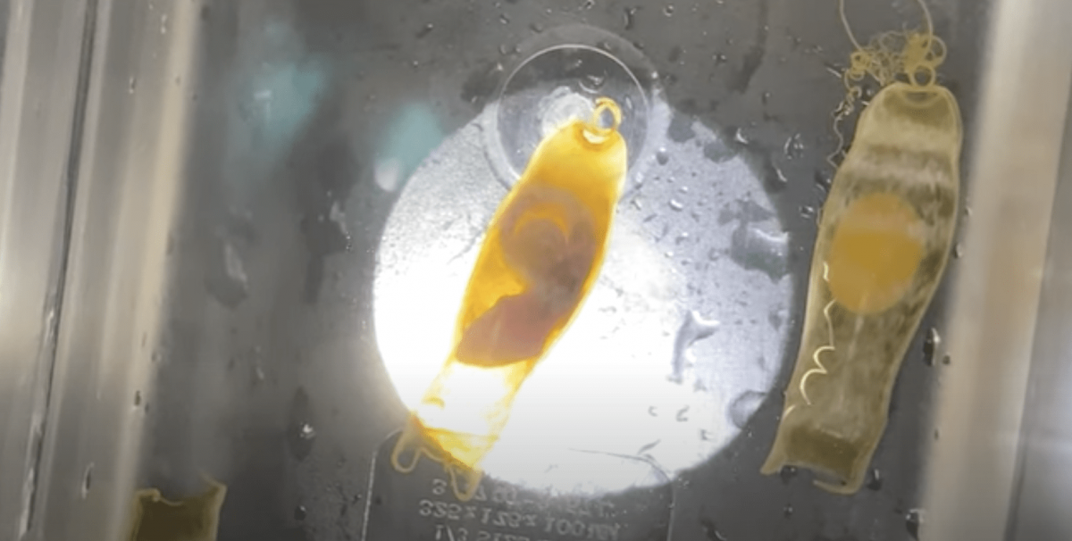 Chainshark pup in egg