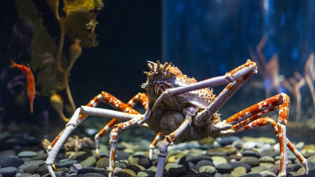 Giant Japanese Spider Crab