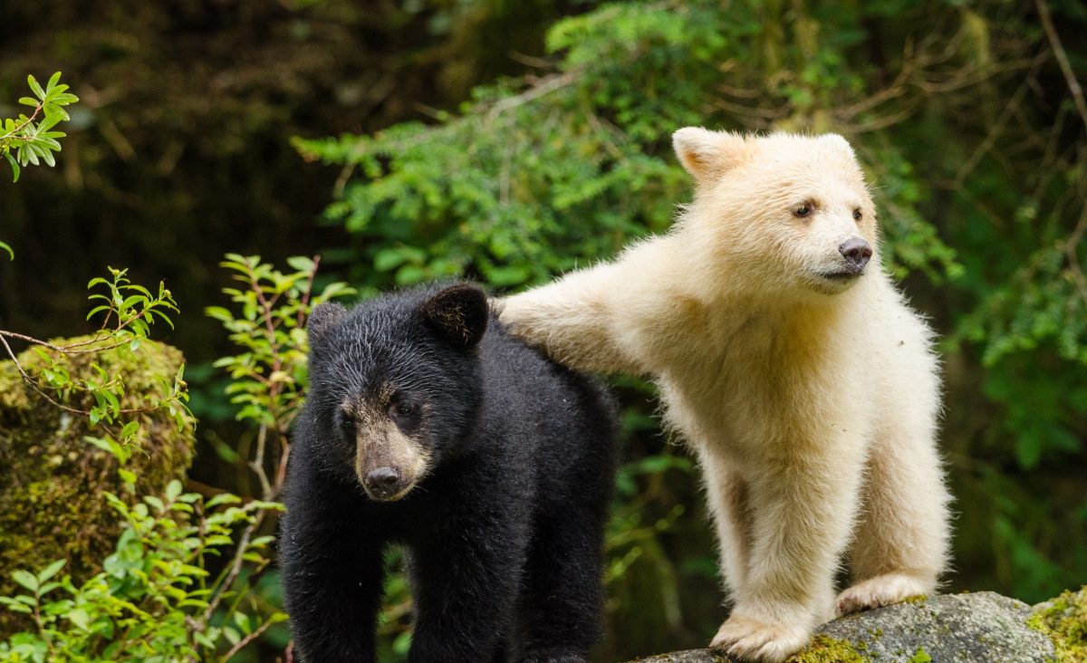 black bear cub standing beside white bear cub