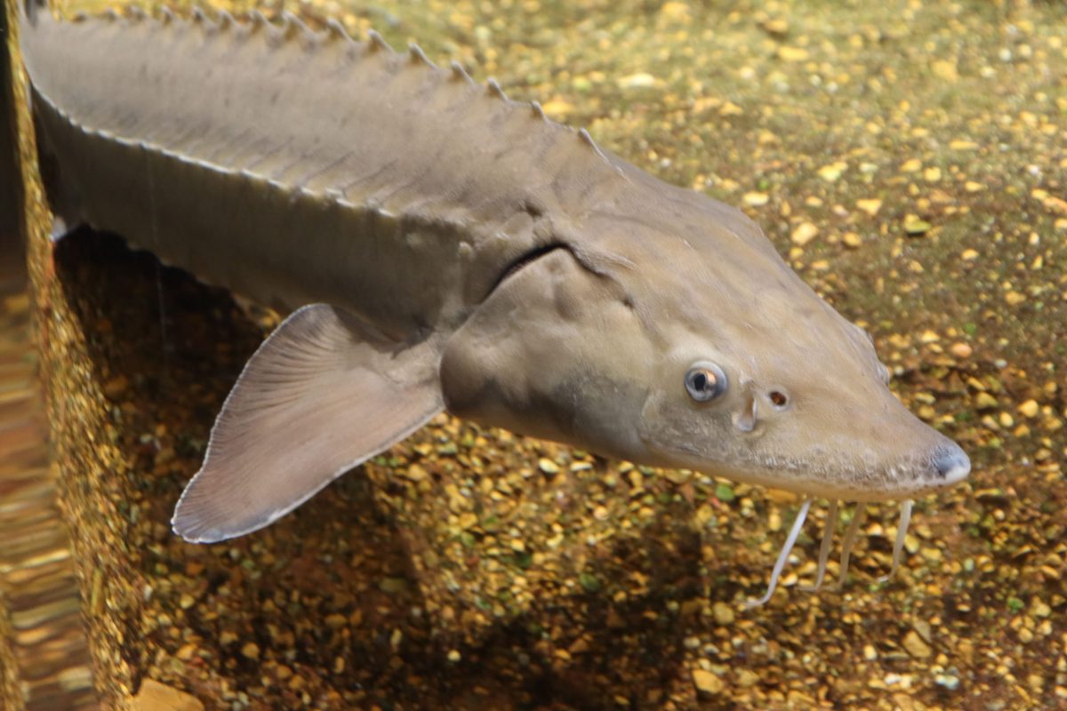 Lake Sturgeon