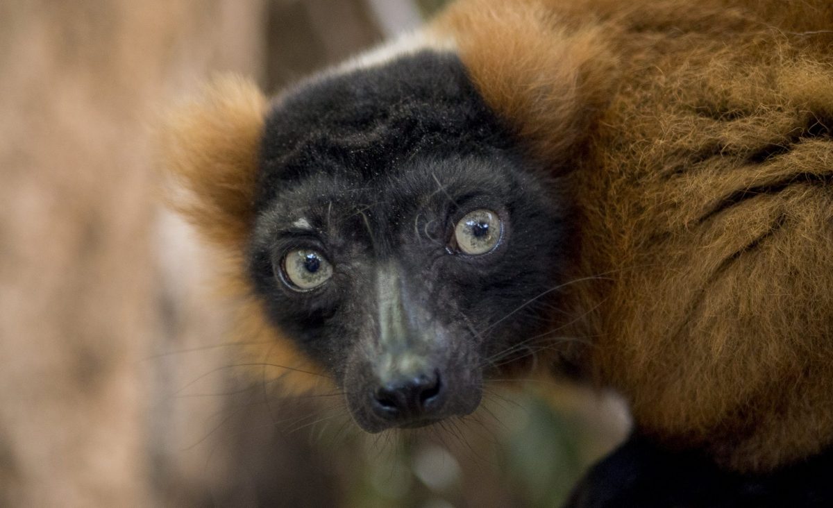 Red-ruffed Lemur Josephine looks over her shoulder