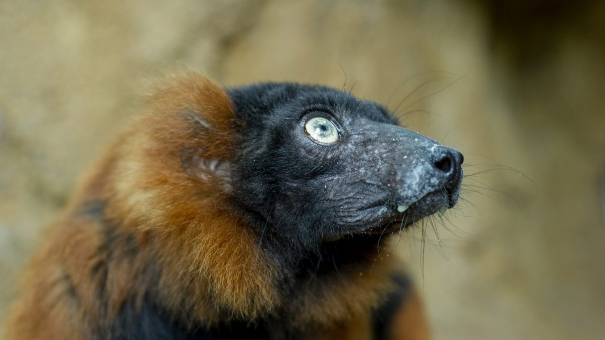 Red-ruffed Lemur Josephine