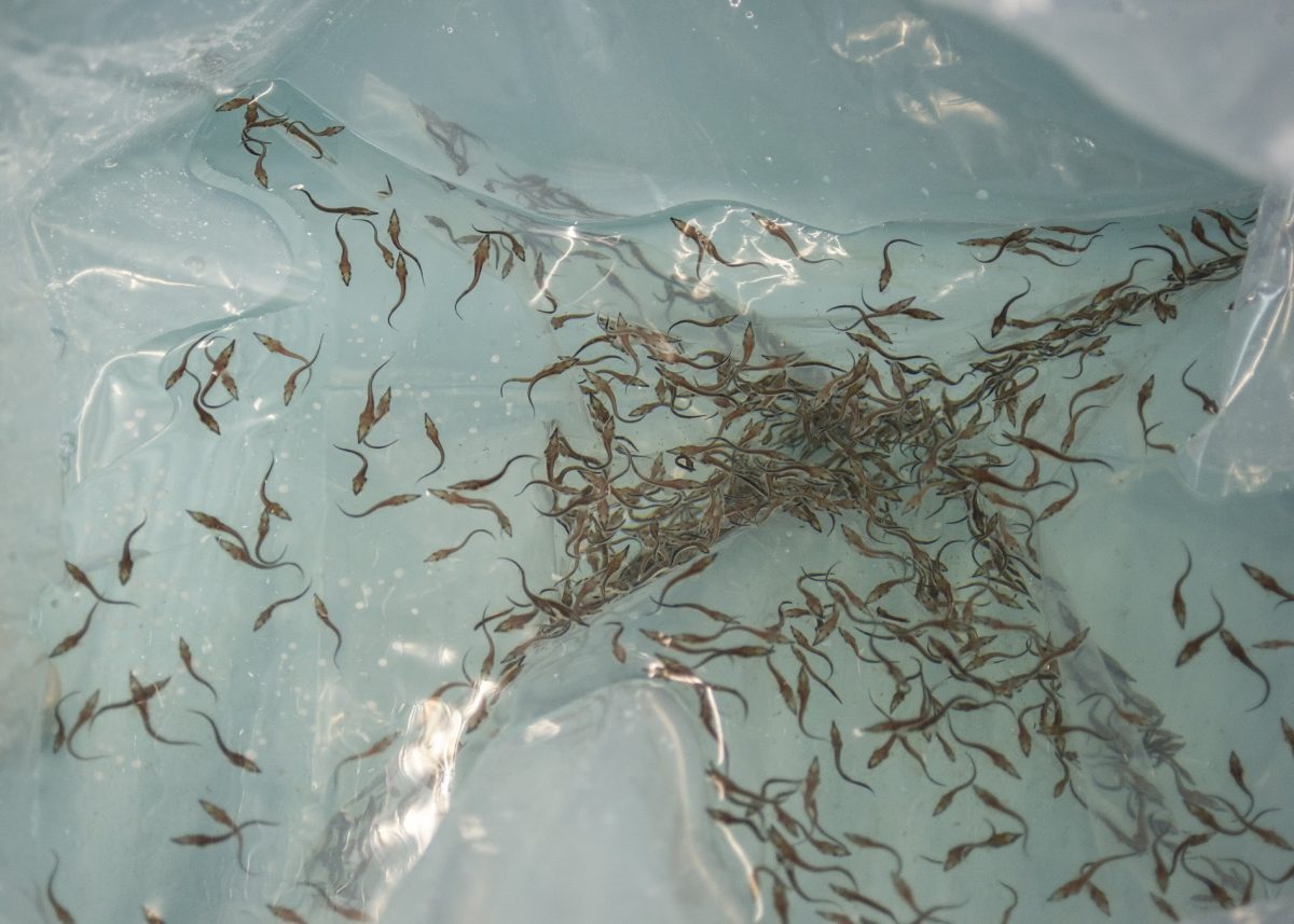 baby lake sturgeon acclimating to tank