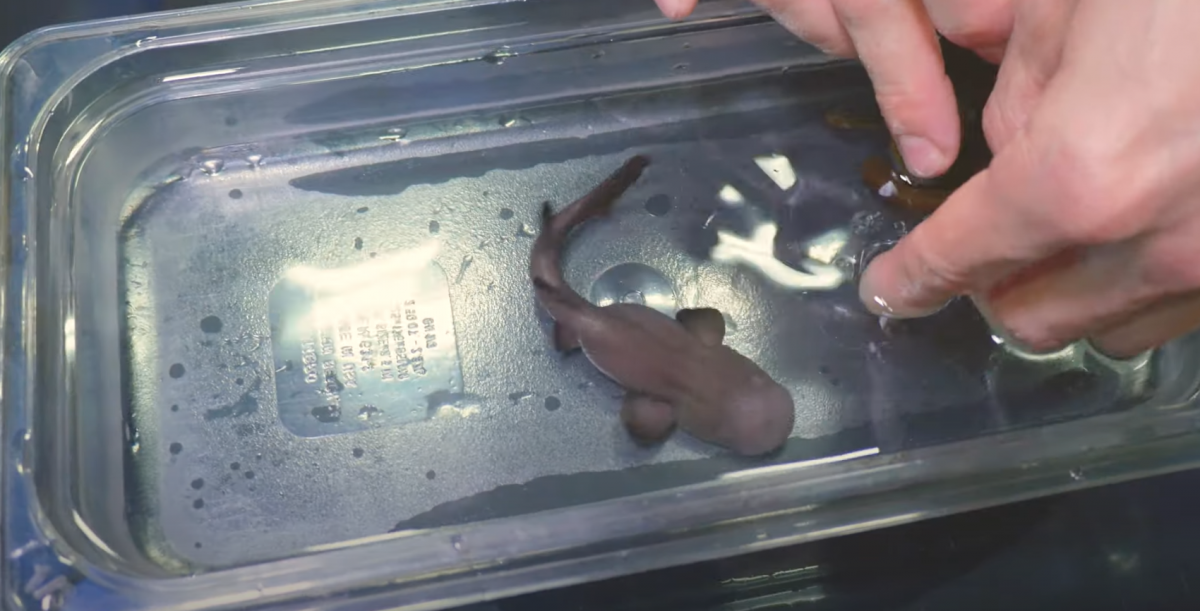 Short-tail Nurse Shark pup