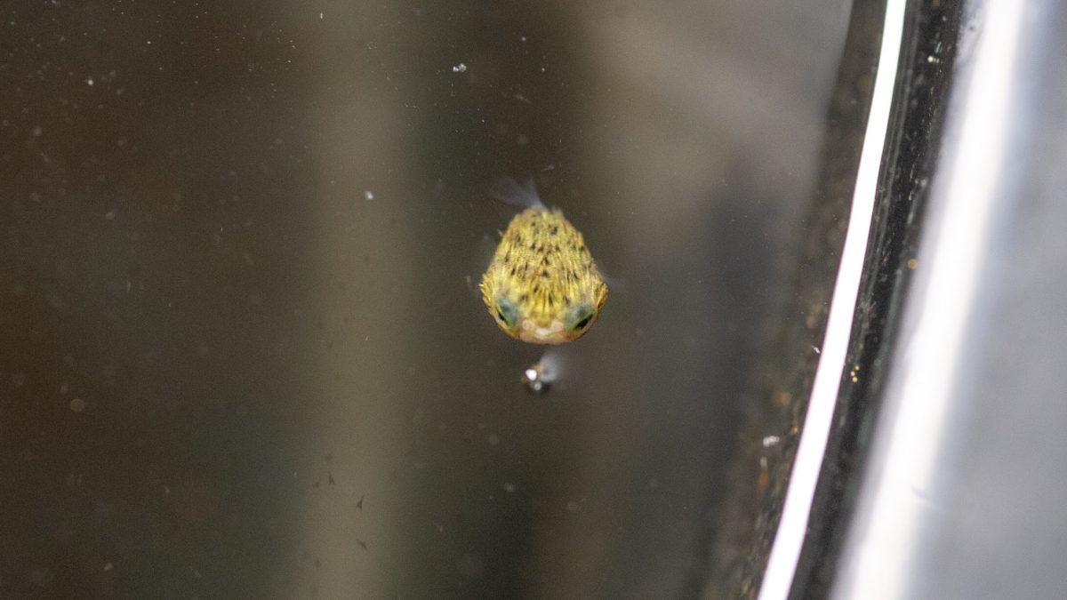 baby Long-spine Porcupinefish