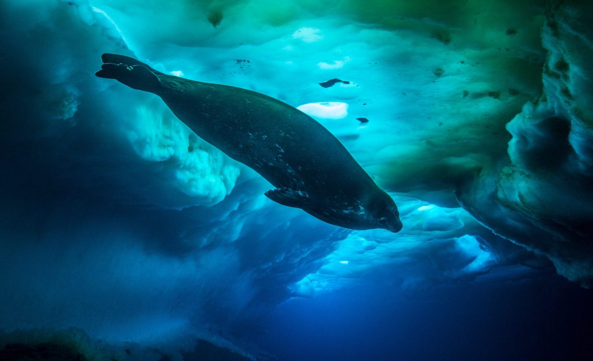 Weddell Seal under sea ice