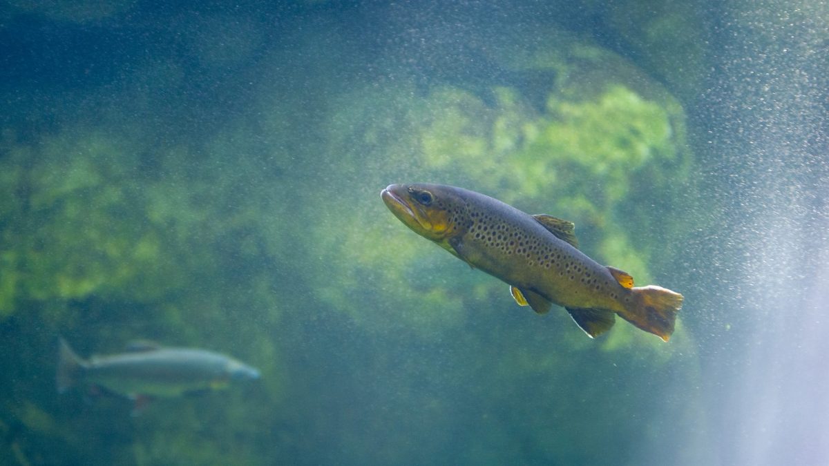 Brown Trout Swimming in a Deep Pool