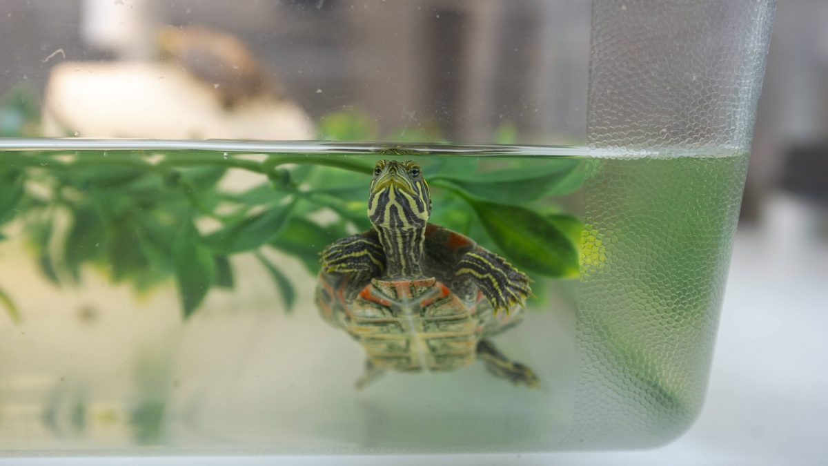 Turtle Hatchling in the Turtle Nursery