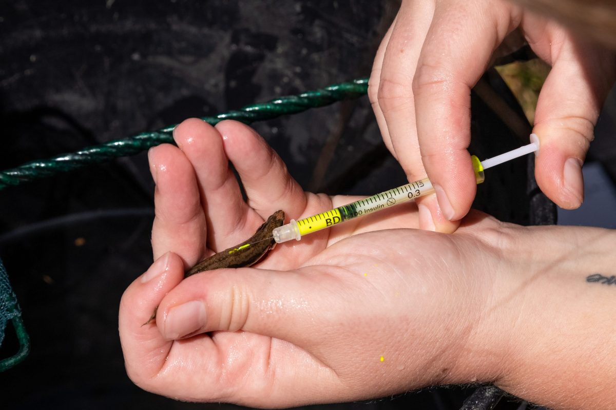 Scientists mark a Bridled Darter with a harmless dye to prevent re-collecting it during future visits to the population in Holly Creek