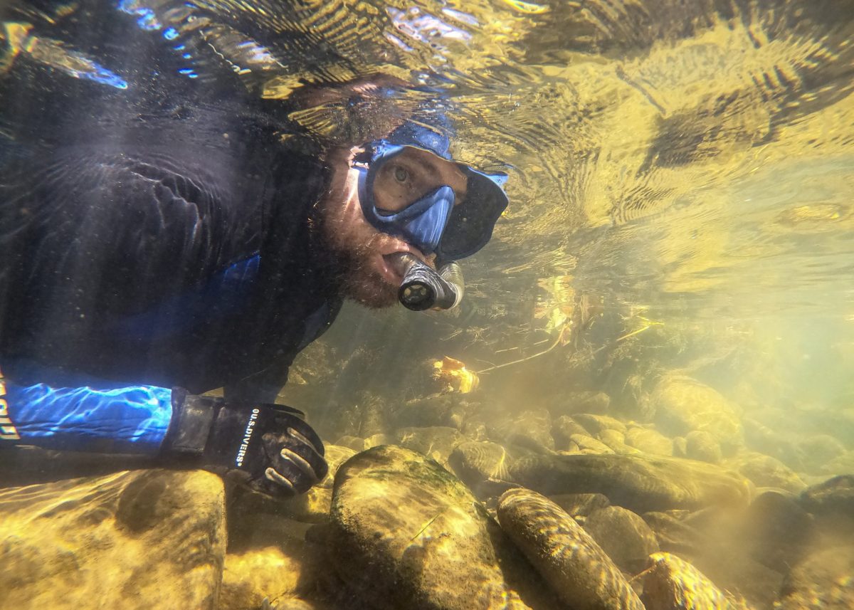 A snorkeler from the Tennessee Aquarium looks beneath the surface of Holly Creek for Bridled Darters