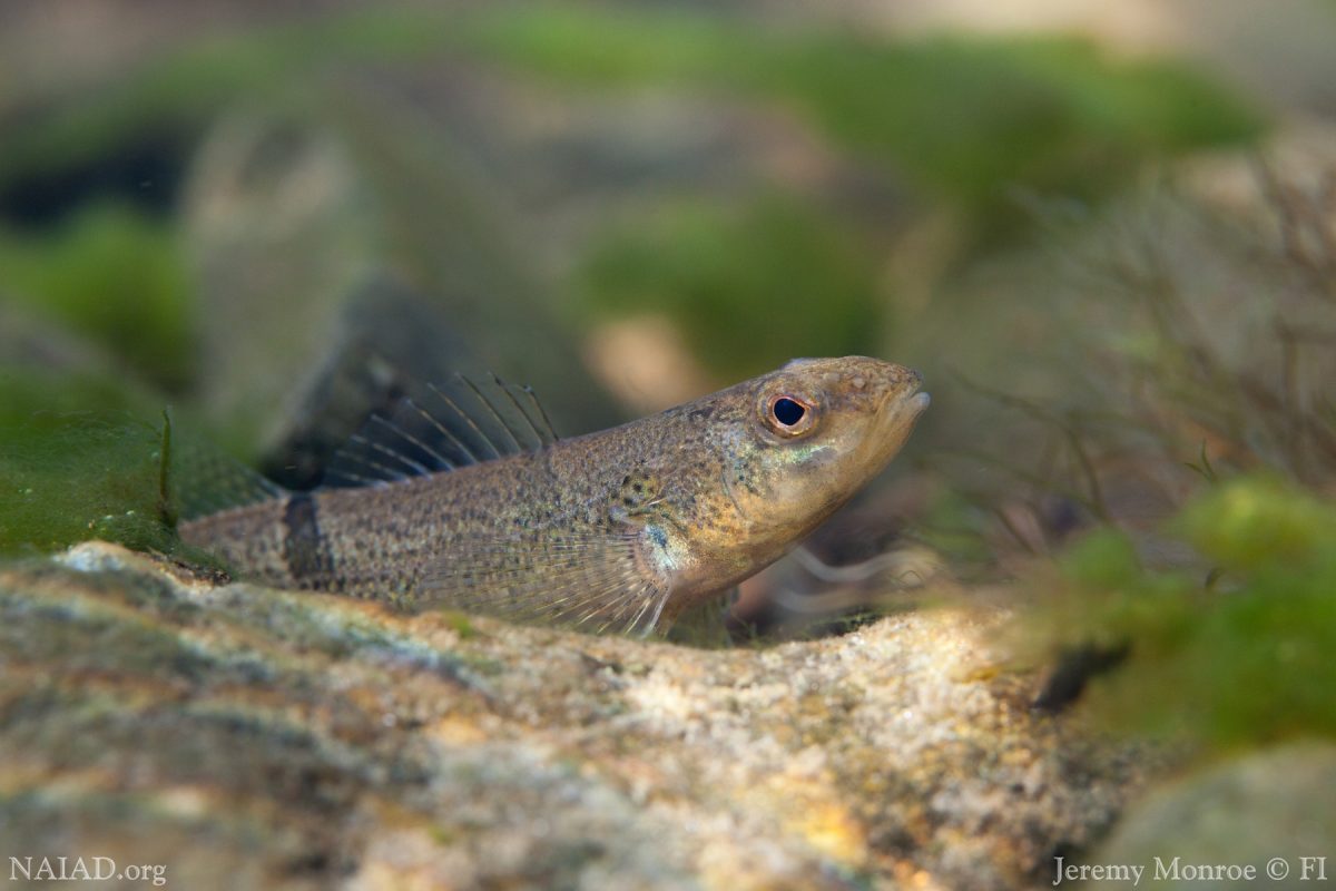 Snail Darter