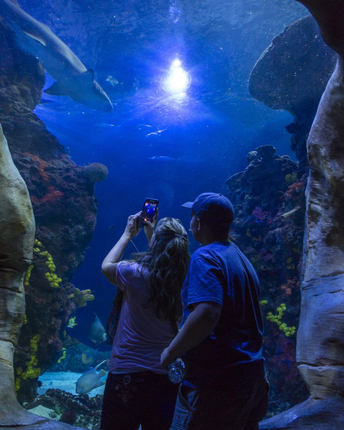 Visitors look up at a Sand Tiger Shark swimming above them in the Secret Reef exhibit