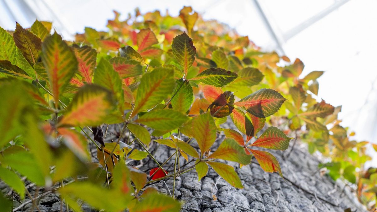 green and orange colored leaves on tree