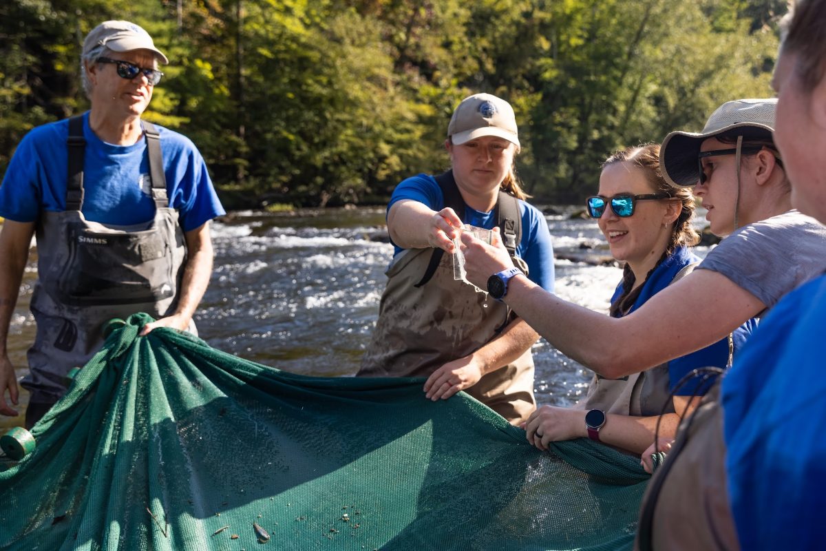 scientists viewing fish pulled from stream