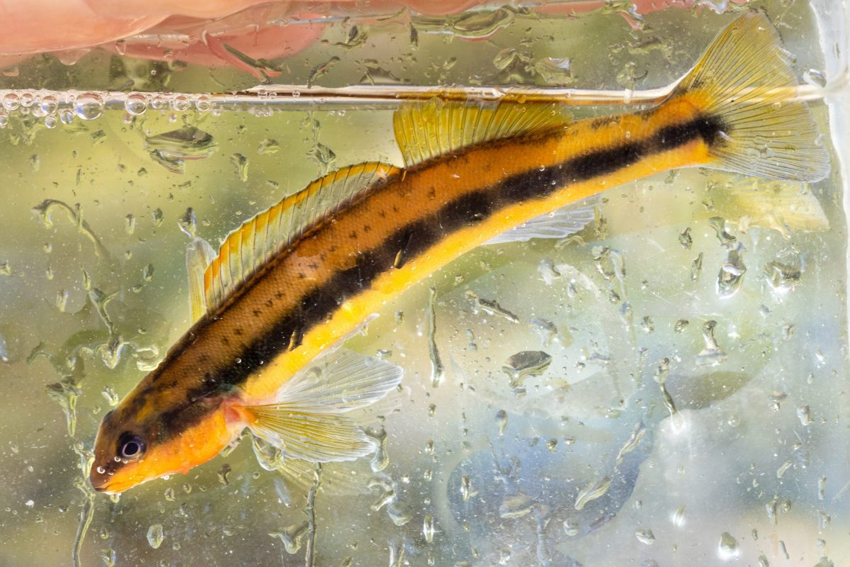 A Tangerine Darter in an aquarium