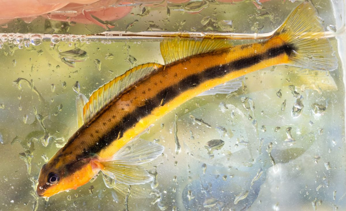 A Tangerine Darter in an aquarium