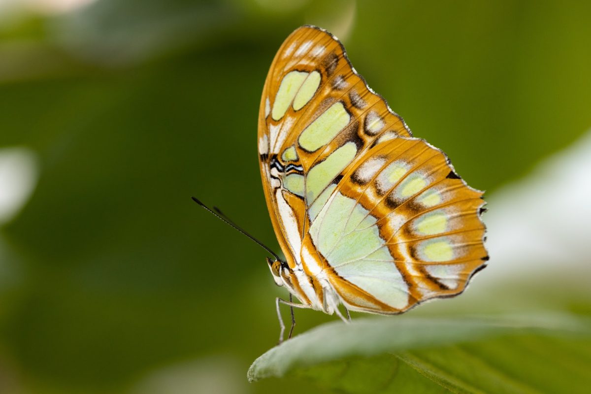 20210929-Butterflies-07-Malachite-1.jpg