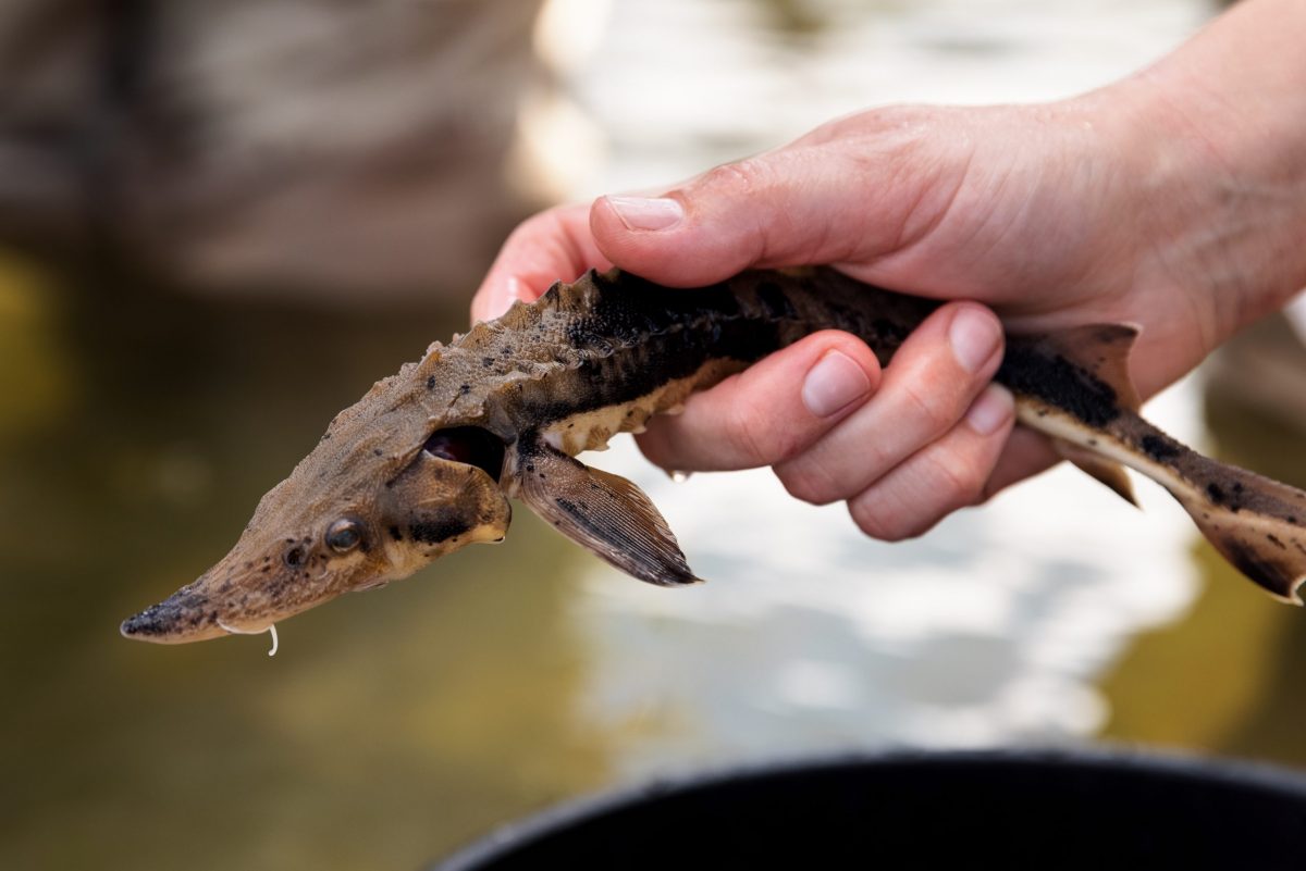 Hand holding a juvenile Lake Sturgeon preparing for release