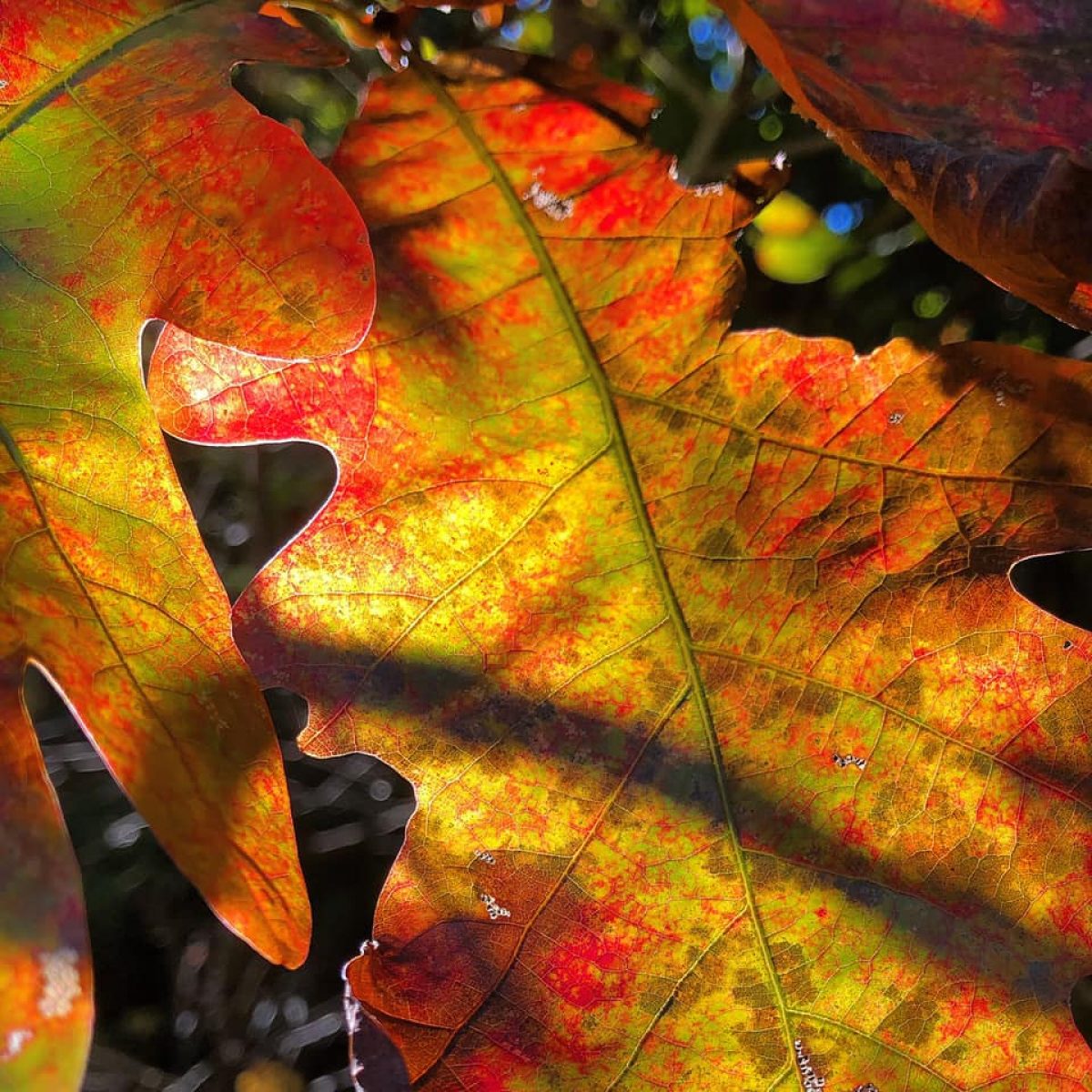 close up of leaf