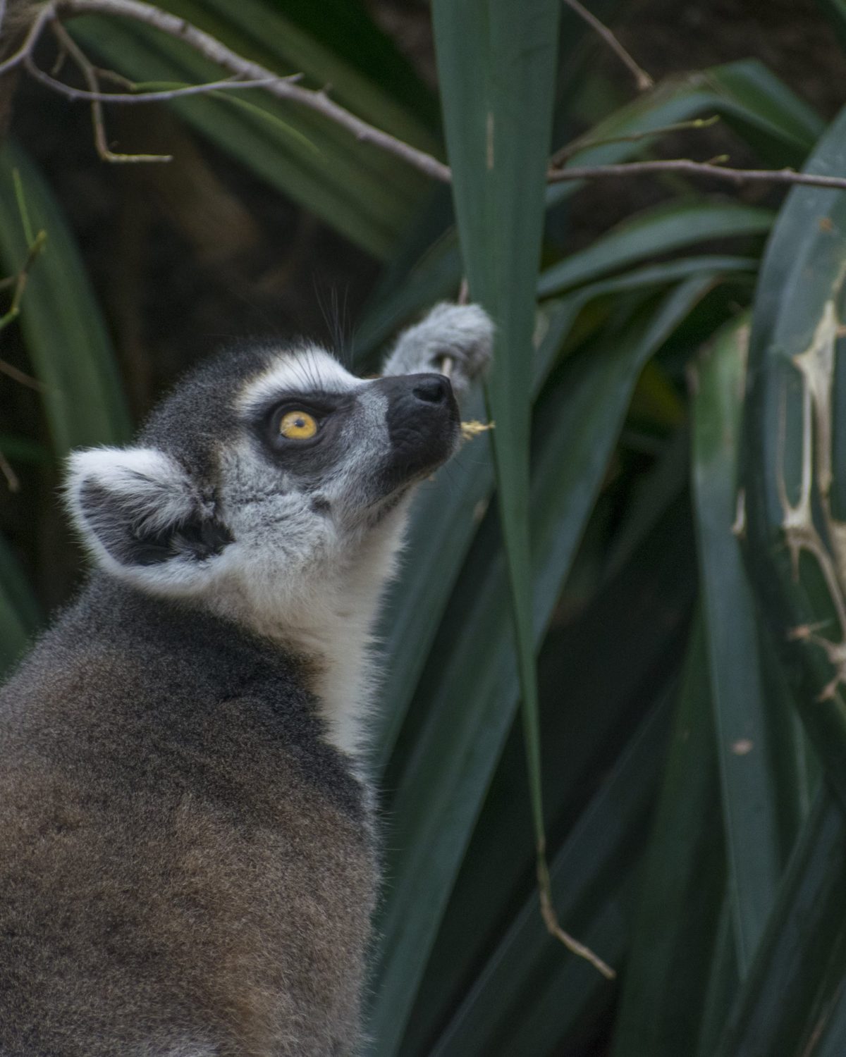 A Ring-tailed Lemur grasps a plant in the Lemur Forest exhibit