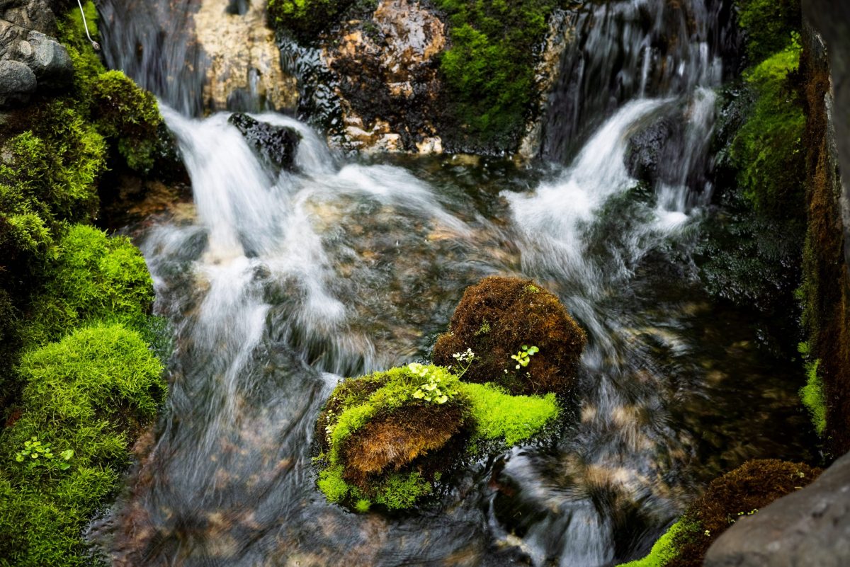 stream in the Tennessee Aquarium's Appalachian Cove Forest