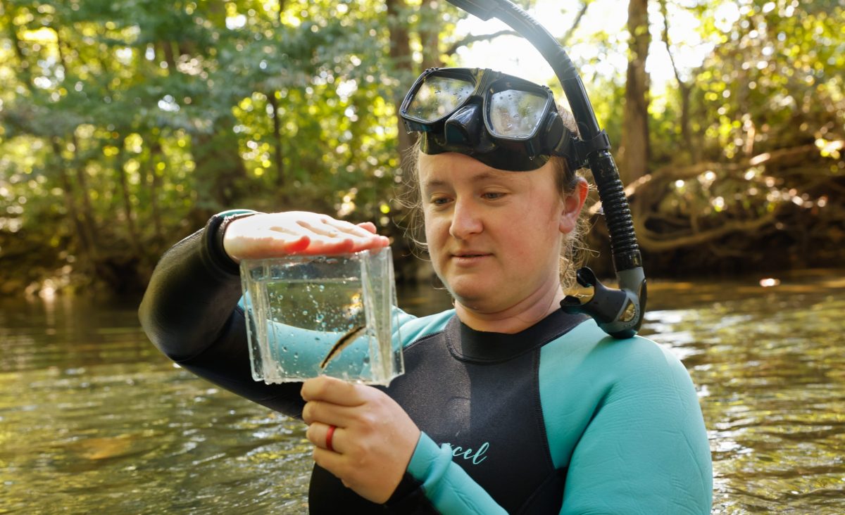 Tennessee Aquarium Recovery Biologist Shawna Fix looks at a Bridled Darter during a field project.