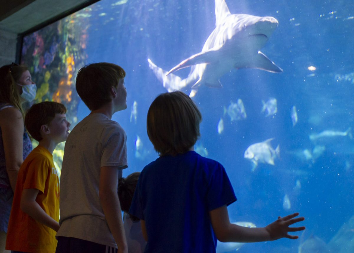 Guests watch a Sandbar Shark swimming through the Secret Reef exhibit