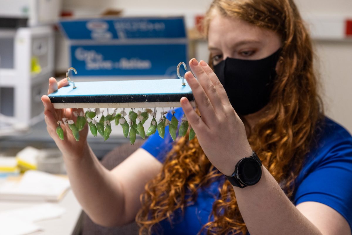 Rose Segbers holding board covered with chrysalises