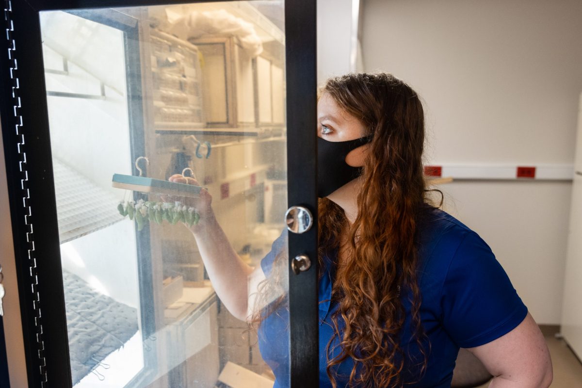 Rose SEgbers placing chrysalises into a chrysalis viewing case